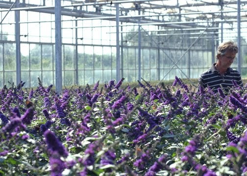 The Plant Hunter: New Plants: Netherlands 09