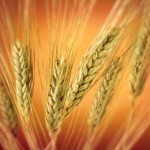 [wheat.bmp]