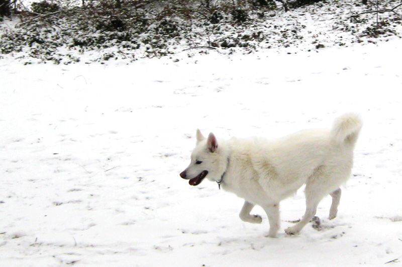 [tycho-snow3-2008.jpg]