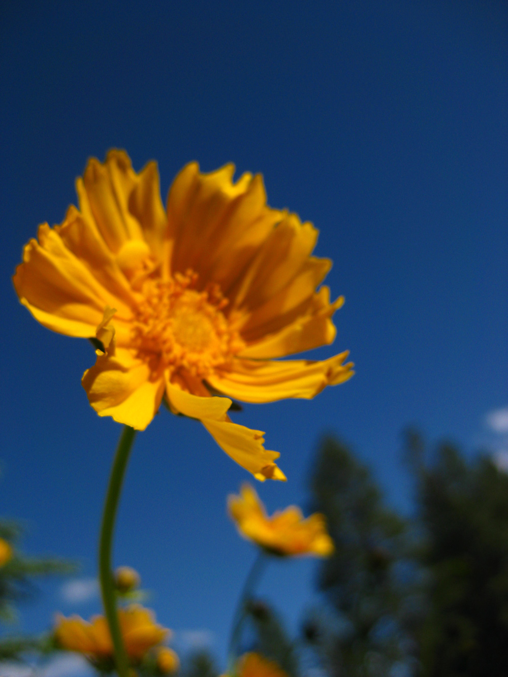 [flagstaff-flower3.jpg]