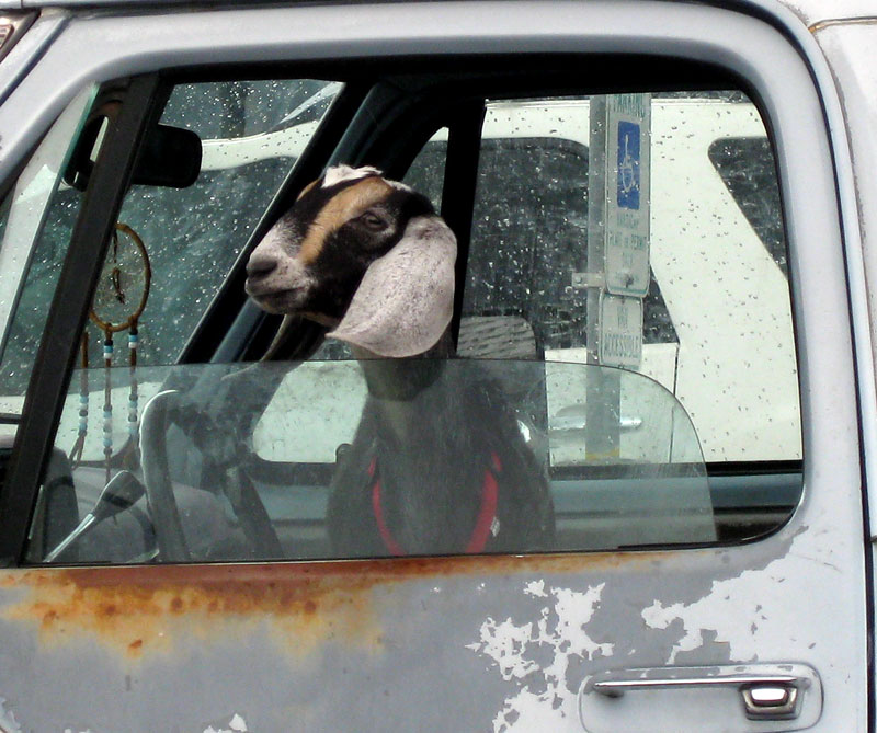 [flagstaff-scenes-goat-closeup.jpg]