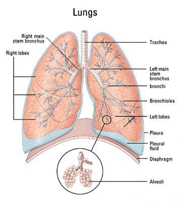 smoking lungs before and after. hot smoking lungs