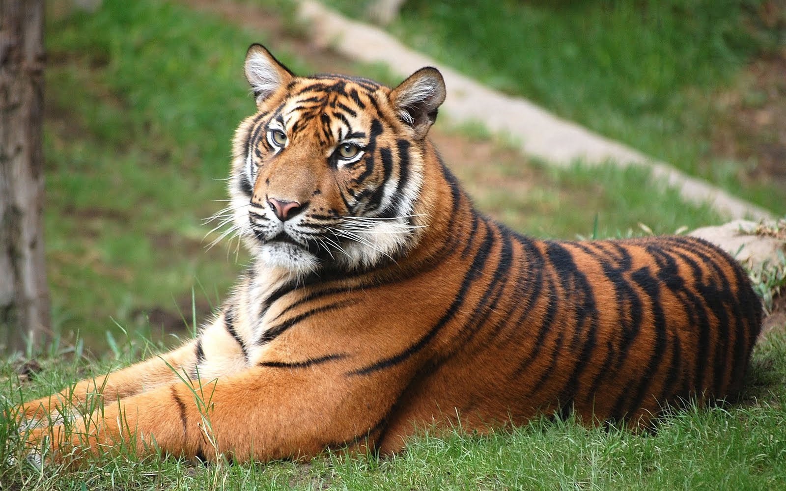 Fotos de animales: Coleccion de fotos de tigres