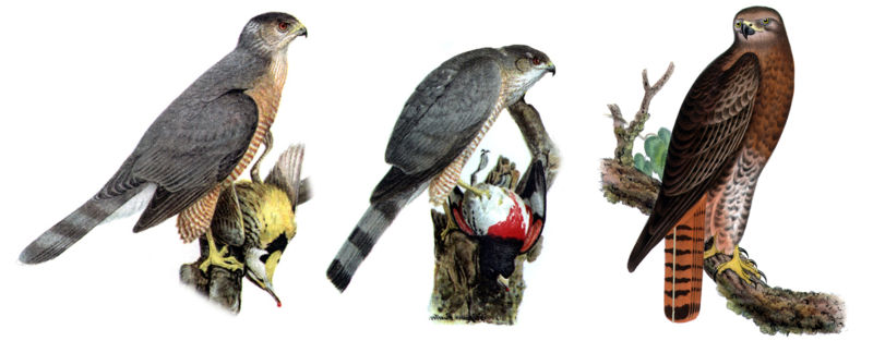 [800px-Chickenhawks.jpg]