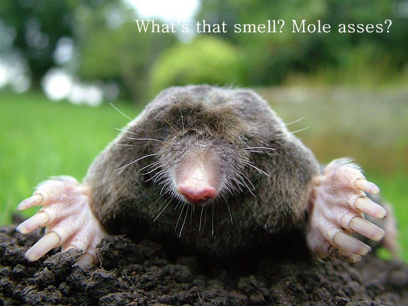 [800px-Close-up_of_mole.jpg]