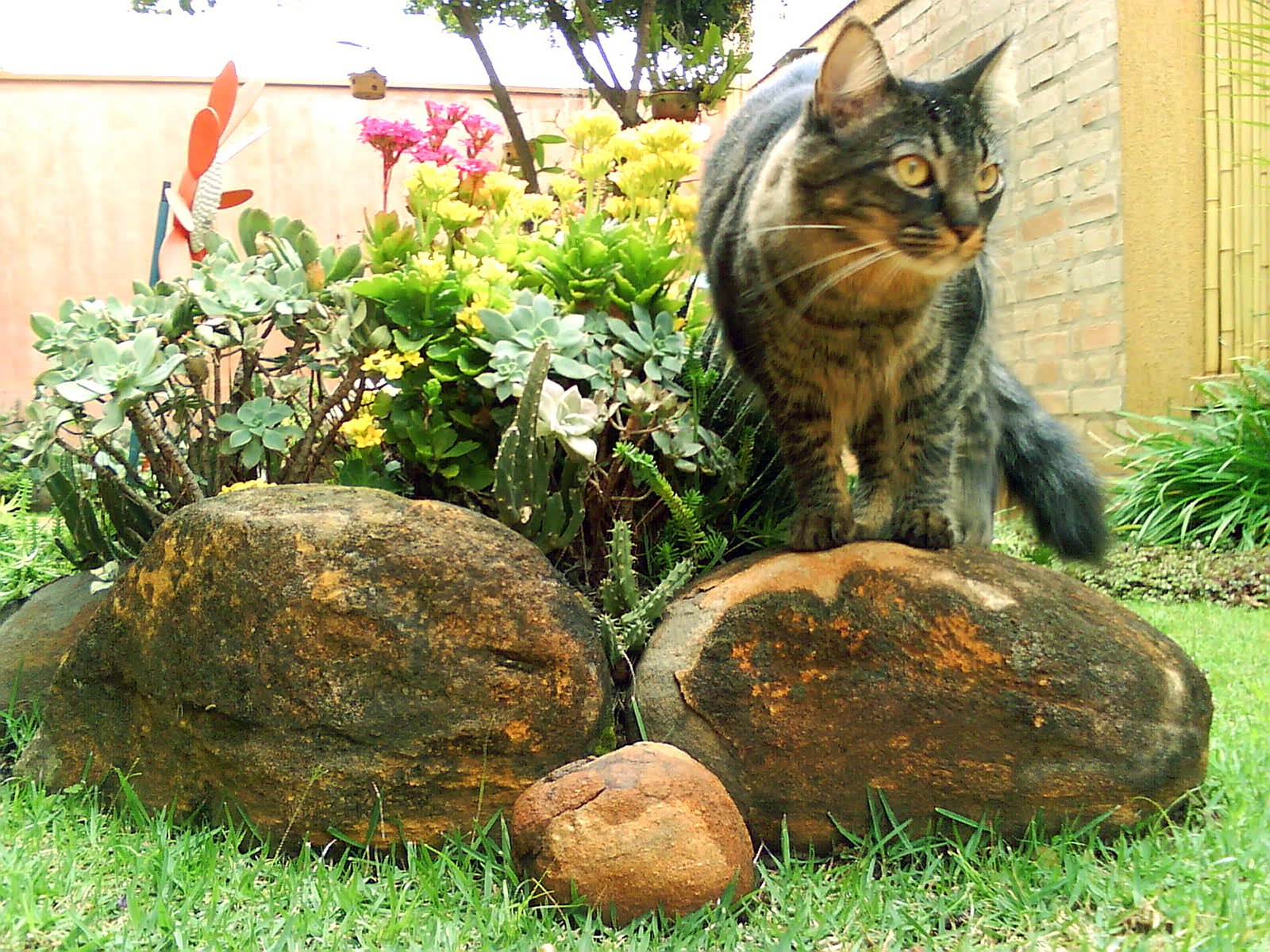 [Kitão+no+jardim.jpg]