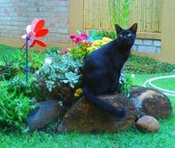 [kitão+no+jardim+pri+tirou.jpg]