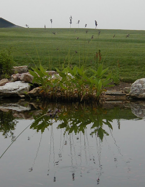 Reed Reflection - photo by The Accidental Artisan