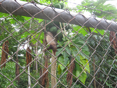 Ergonomia chucha papaya