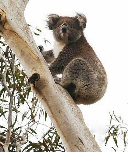 [ataque-coala01.jpg]