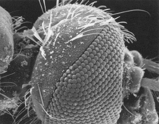 [cabeca-mosquito-miscroscopio-eletronico.gif]