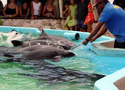 Sea Aquarium (Curaçao)