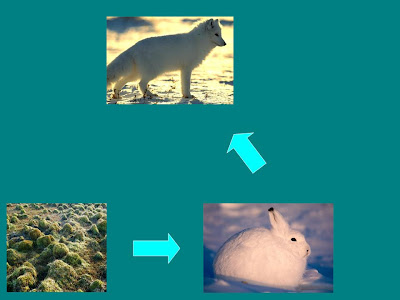 tundra food chain pictures. Food Chain