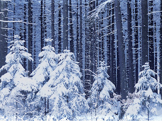 High Resolution Winter Trees Wallpaper