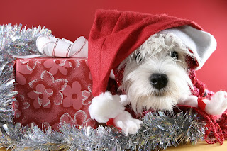 christmas-puppy-pictures.jpg