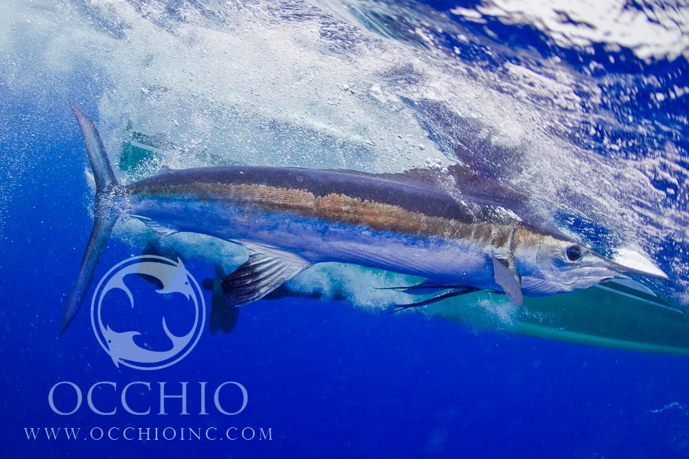 Blue Marlin Underwater