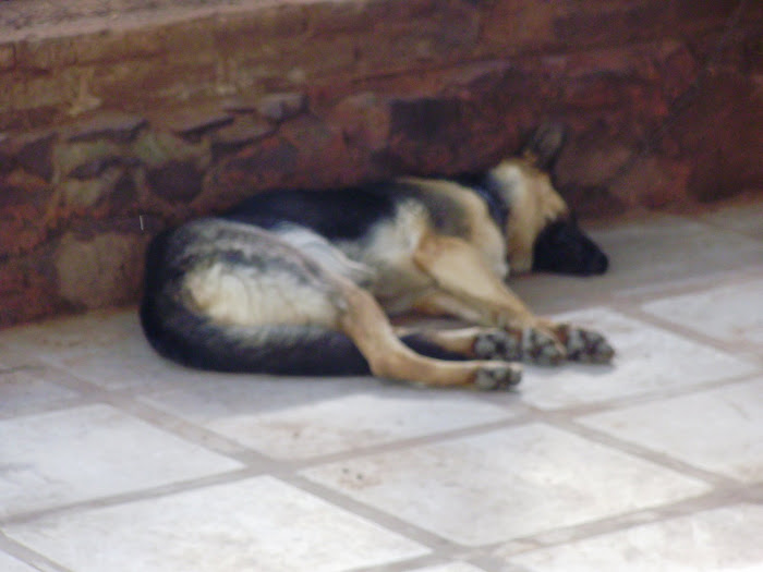 de groootste hond