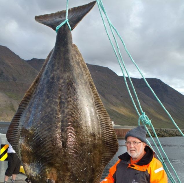 CFZ Daily News Novice angler catches monster halibut worth £25,000