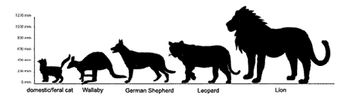 cfz daily news tracking down the panther alpha wolf size comparison