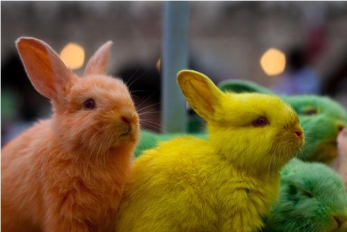 Colourful Creatures