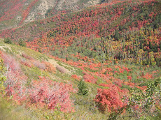 South Fork Canyon