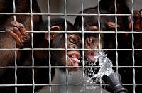 chimp atack