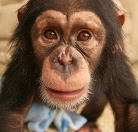 chimp escapes