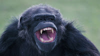 chimp revenge