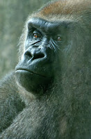 katie the gorilla
