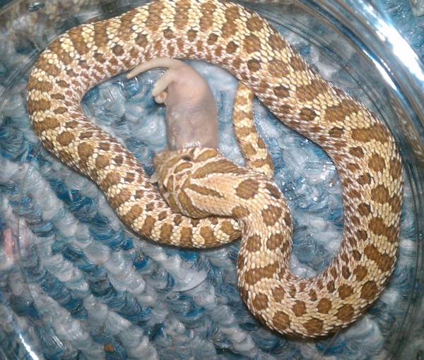 goReptiles Feeding F/T Mice to Snakes