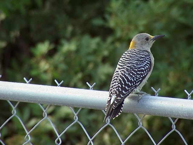 Squirrel Chatter Wood Pecker