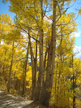 Colorado Aspen