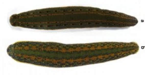 S3leitlinie Angststrungen Awmf S3leitlinie Angststrungen Awmf