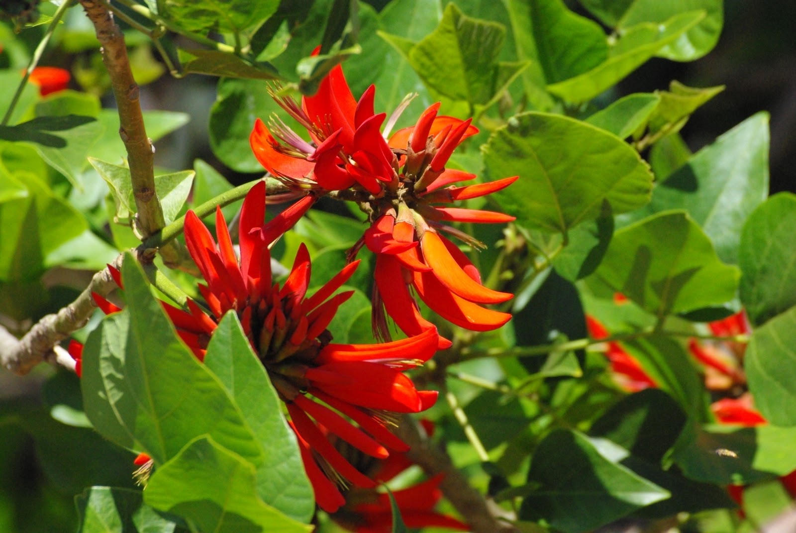 Me & Si Adventures Spring Flowers in Western Australia
