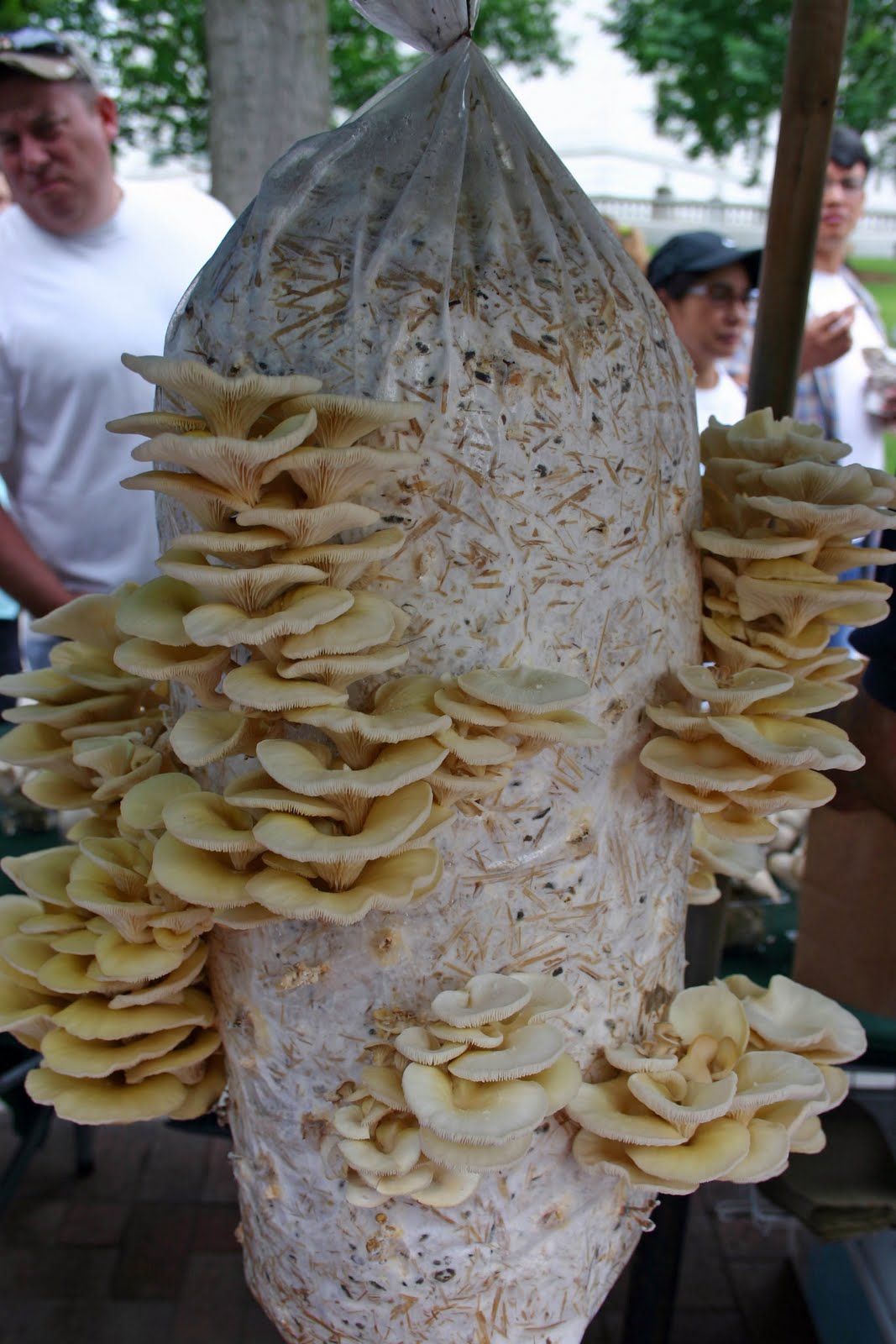 A FARMERS MARKET JOURNEY A COLUMN OF MUSHROOMS