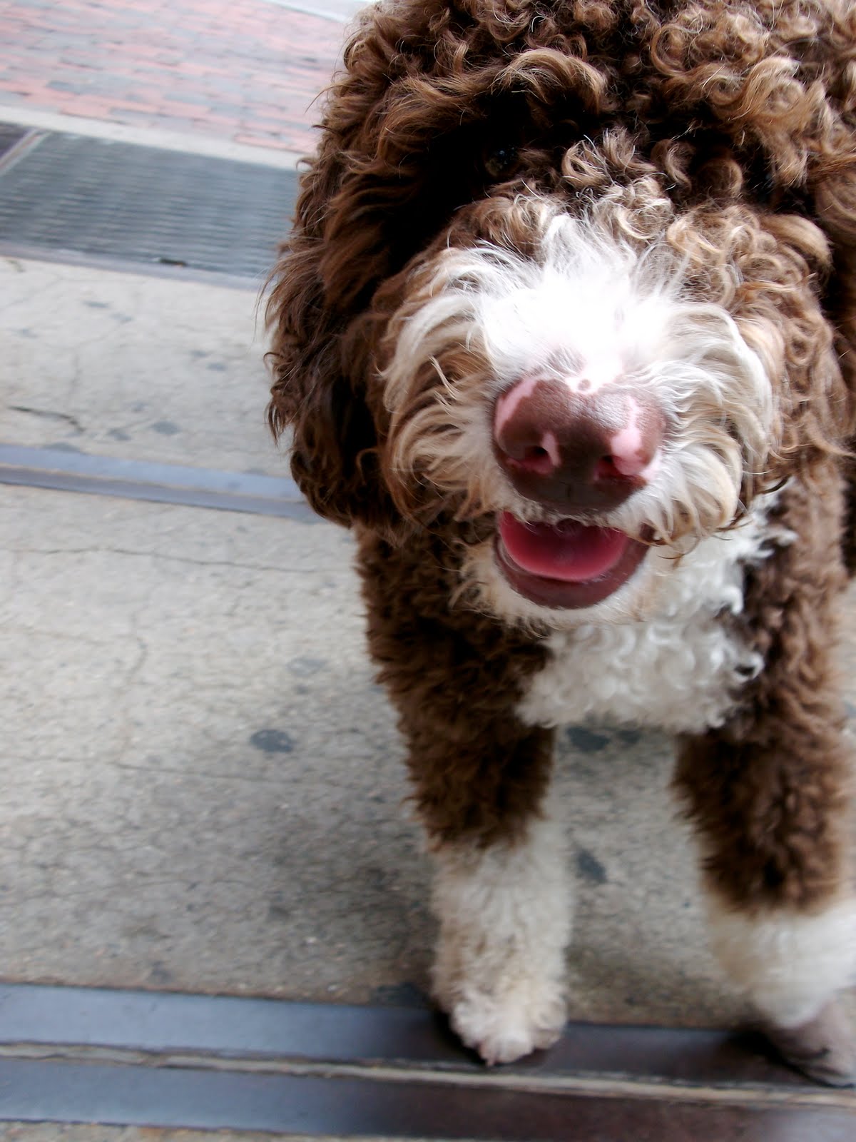 Spanish Water Dogs Spanish Water Dogs Pinterest