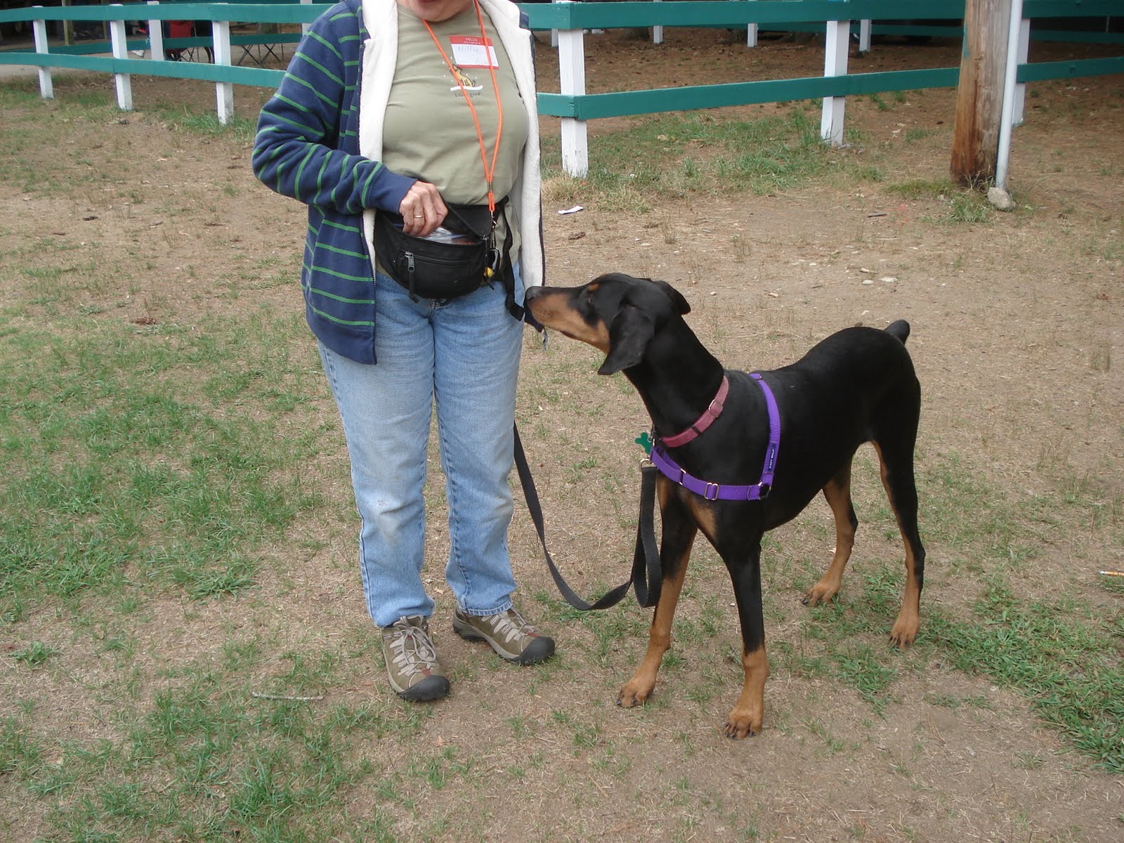 Doberman Vs Pitbull