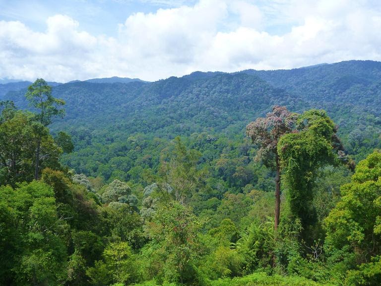 Malaysian Nature Society Kuching Branch: TAMAN NEGARA MERAPOH: THE