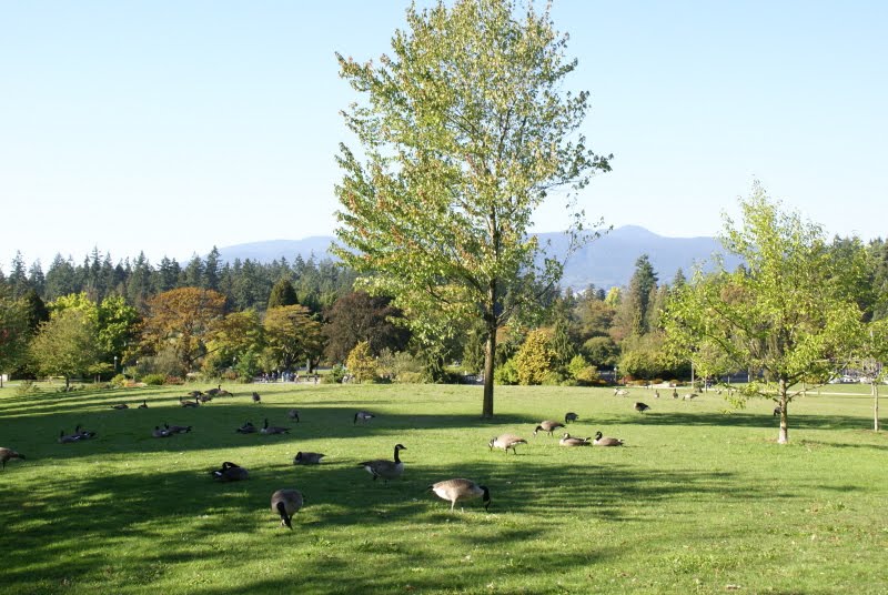[DSC08600_autumn-colours-and-CanadaGeese-nearing-StanleyPark.jpg]