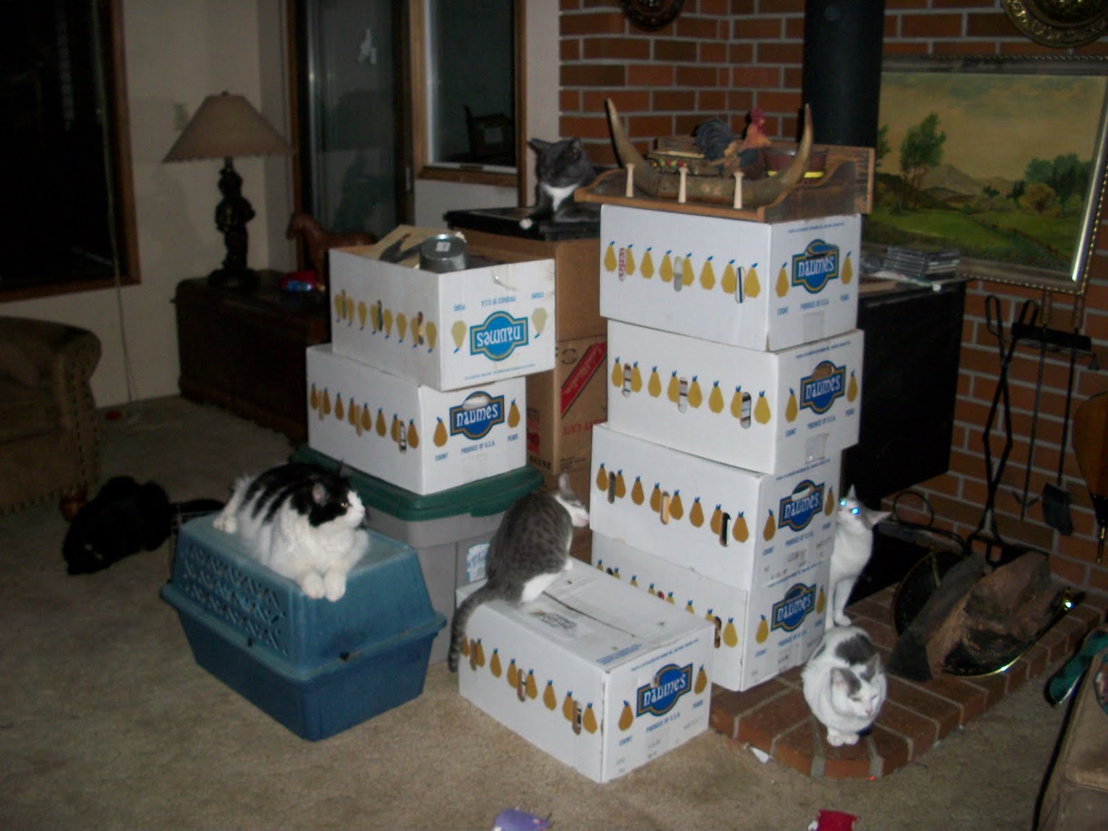 Cats And Boxes
