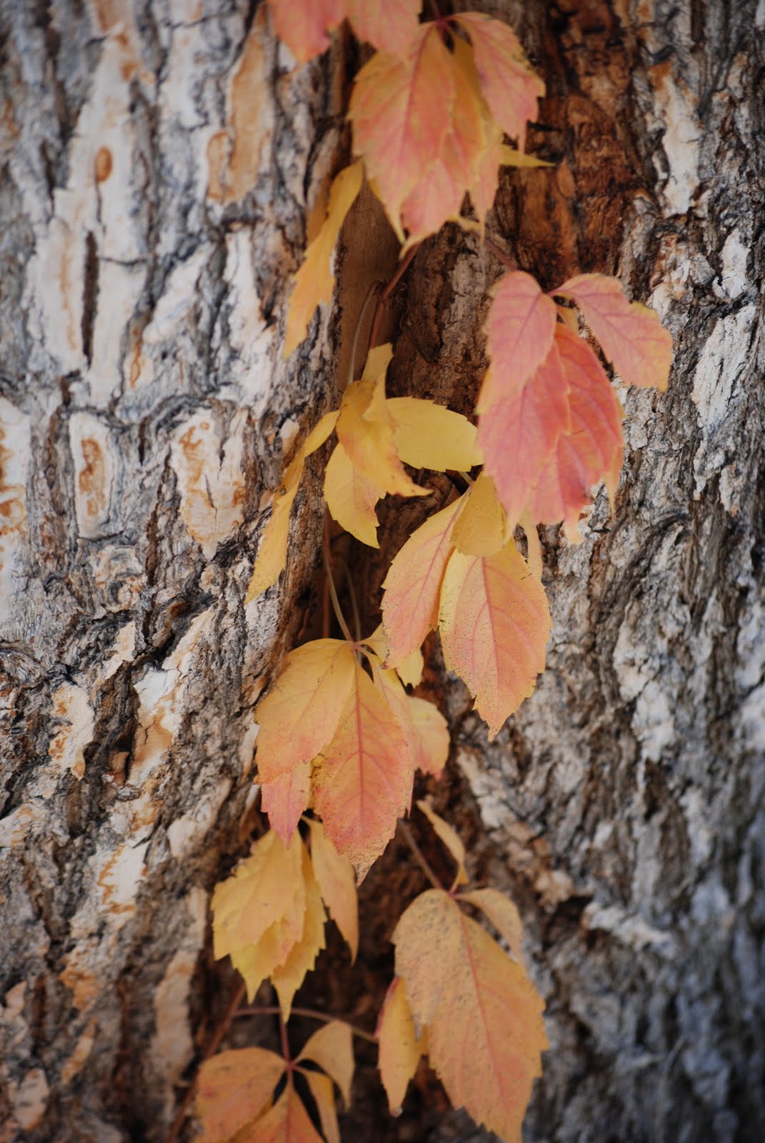 [Autumn+-+Wade.JPG]