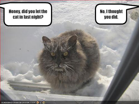 Kitty S Dog That S Show Kitty S Dog That S Show