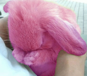 fuzzy pink bunny