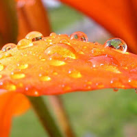 <br />wet flowers