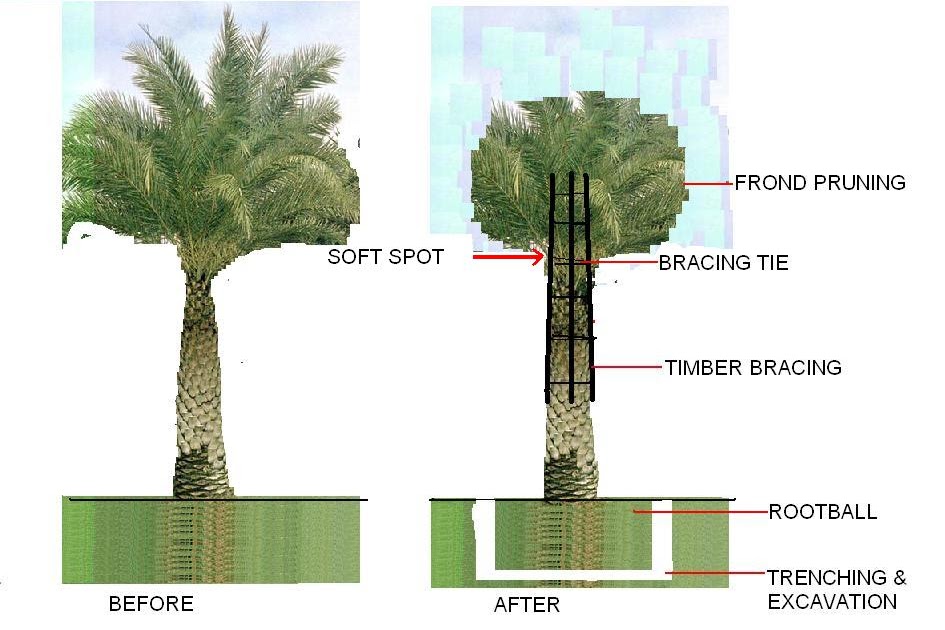 HOW TO TRANSPLANT INSTANT PALM TREES / BAGAIMANA HENDAK PINDAHKAN DAN TANAM SEMULA POKOK PALMA