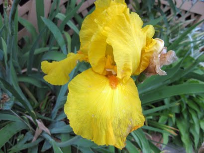 Last of the Yellow Irises