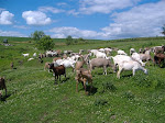 Dairy Goats On Pasture
