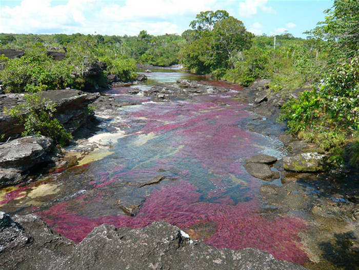[Cano+Cristales+–+The+Most+Beautiful+River+of+The+World+(10).jpg]