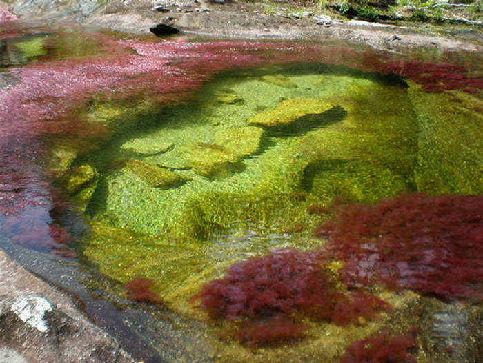 [Cano+Cristales+–+The+Most+Beautiful+River+of+The+World+(7).jpg]