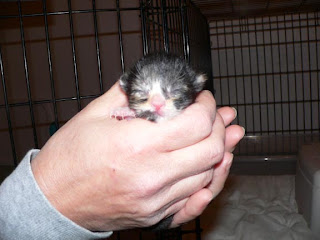 Baby Calico